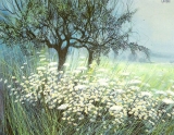 FIELD OF DAISIES